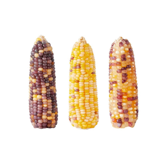 Bucatstate Natural Corn Chew Sticks